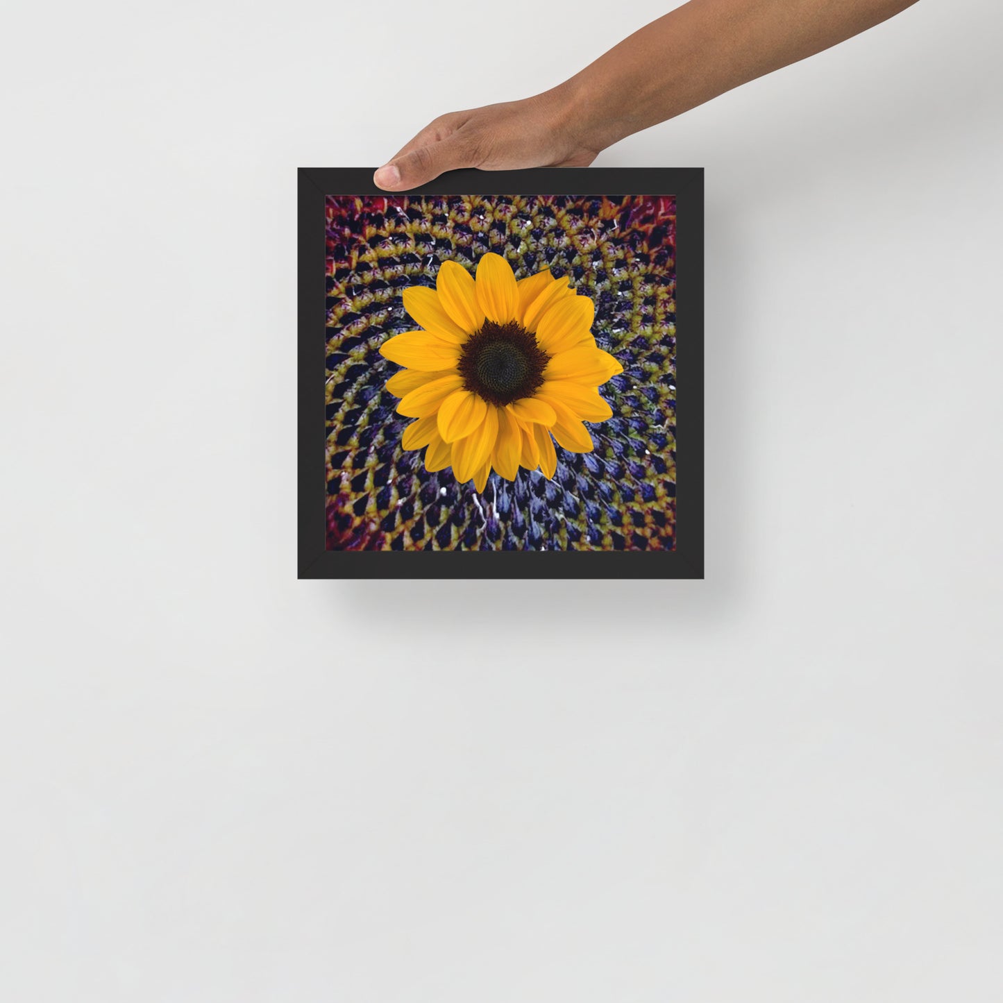 Sunflower purple Center Framed photo paper poster