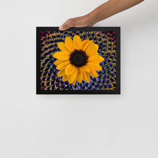 Sunflower purple Center Framed photo paper poster
