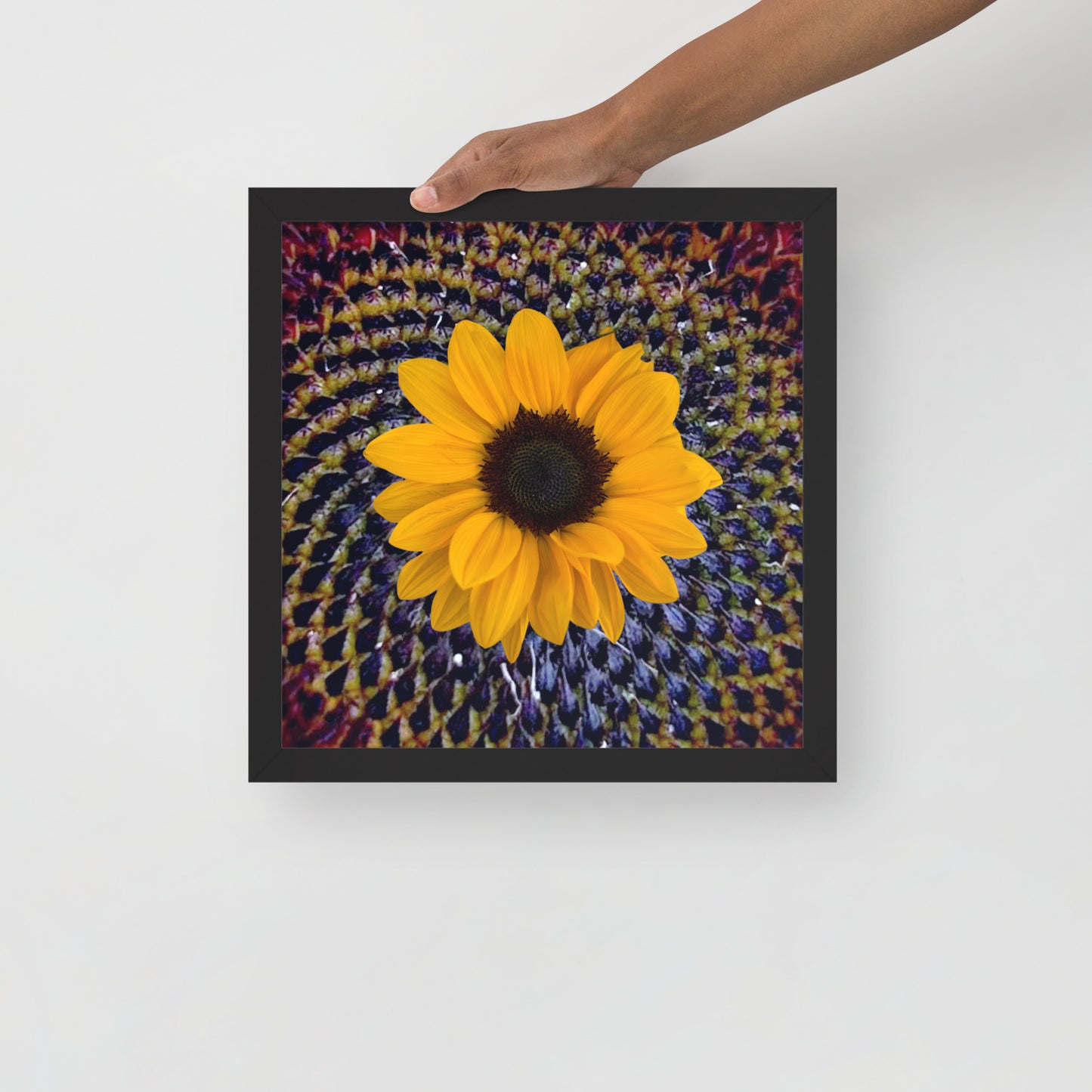 Sunflower purple Center Framed photo paper poster