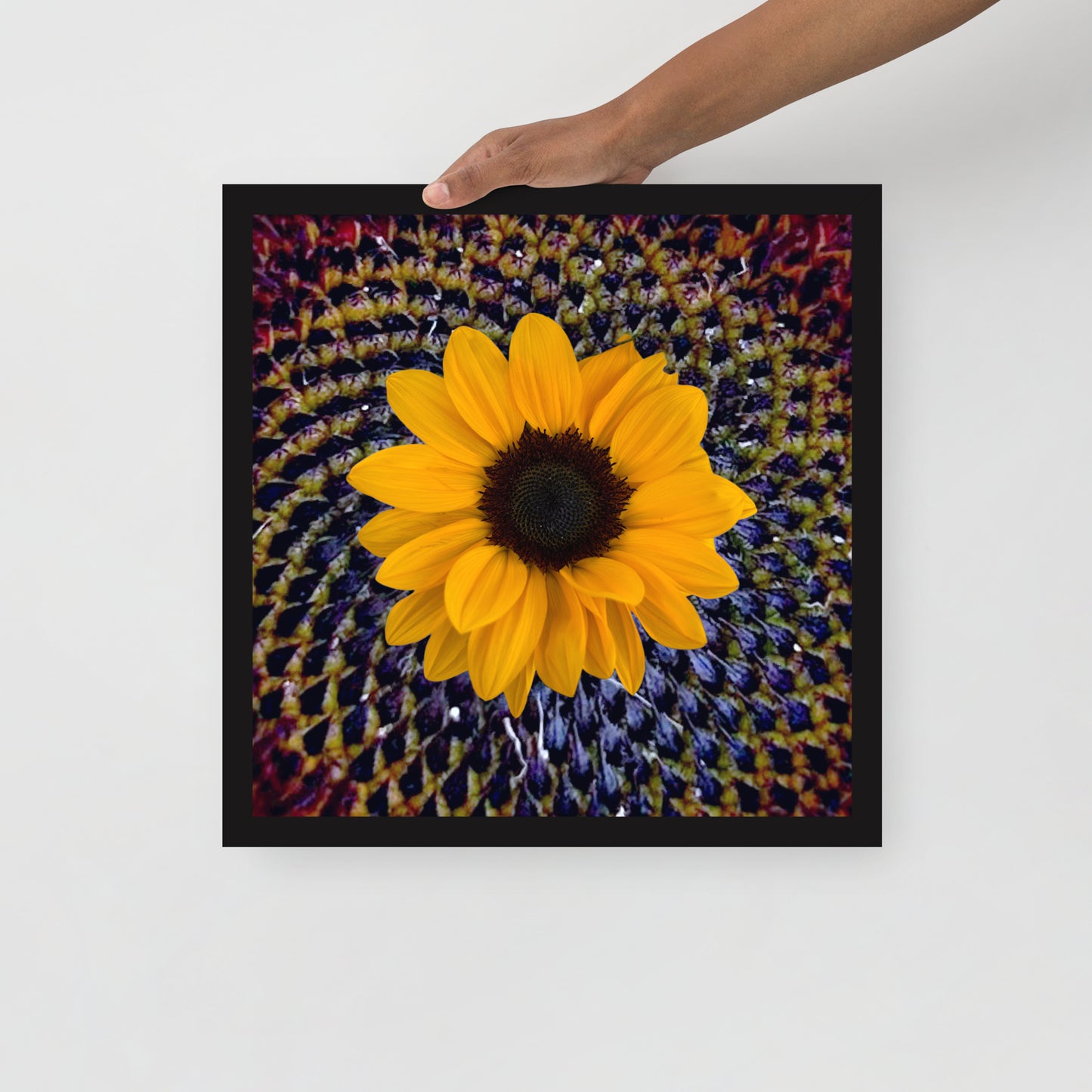 Sunflower purple Center Framed photo paper poster