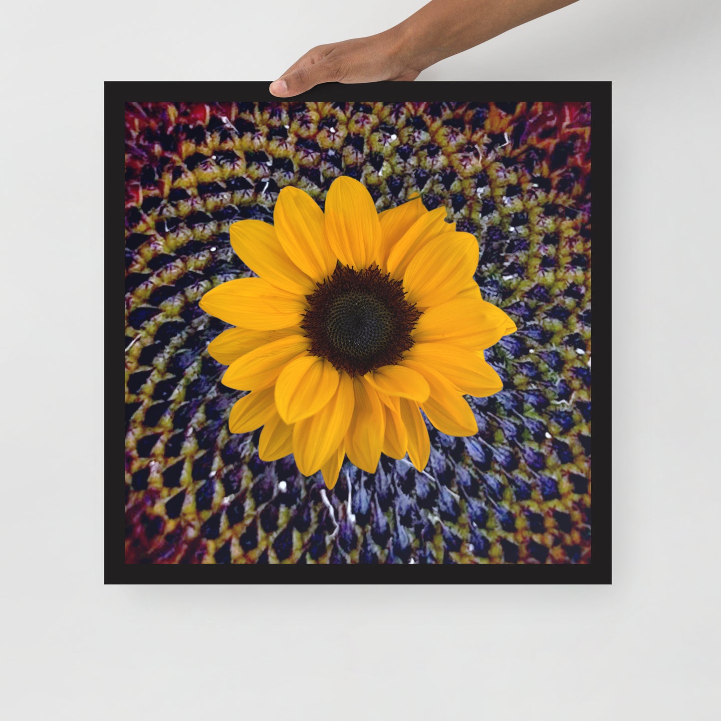 Sunflower purple Center Framed photo paper poster
