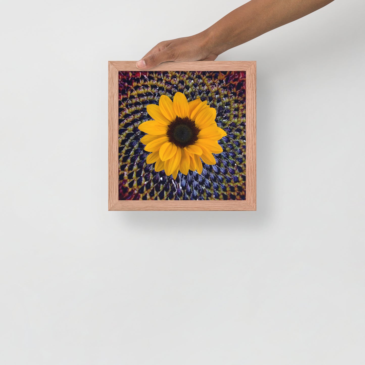 Sunflower purple Center Framed photo paper poster