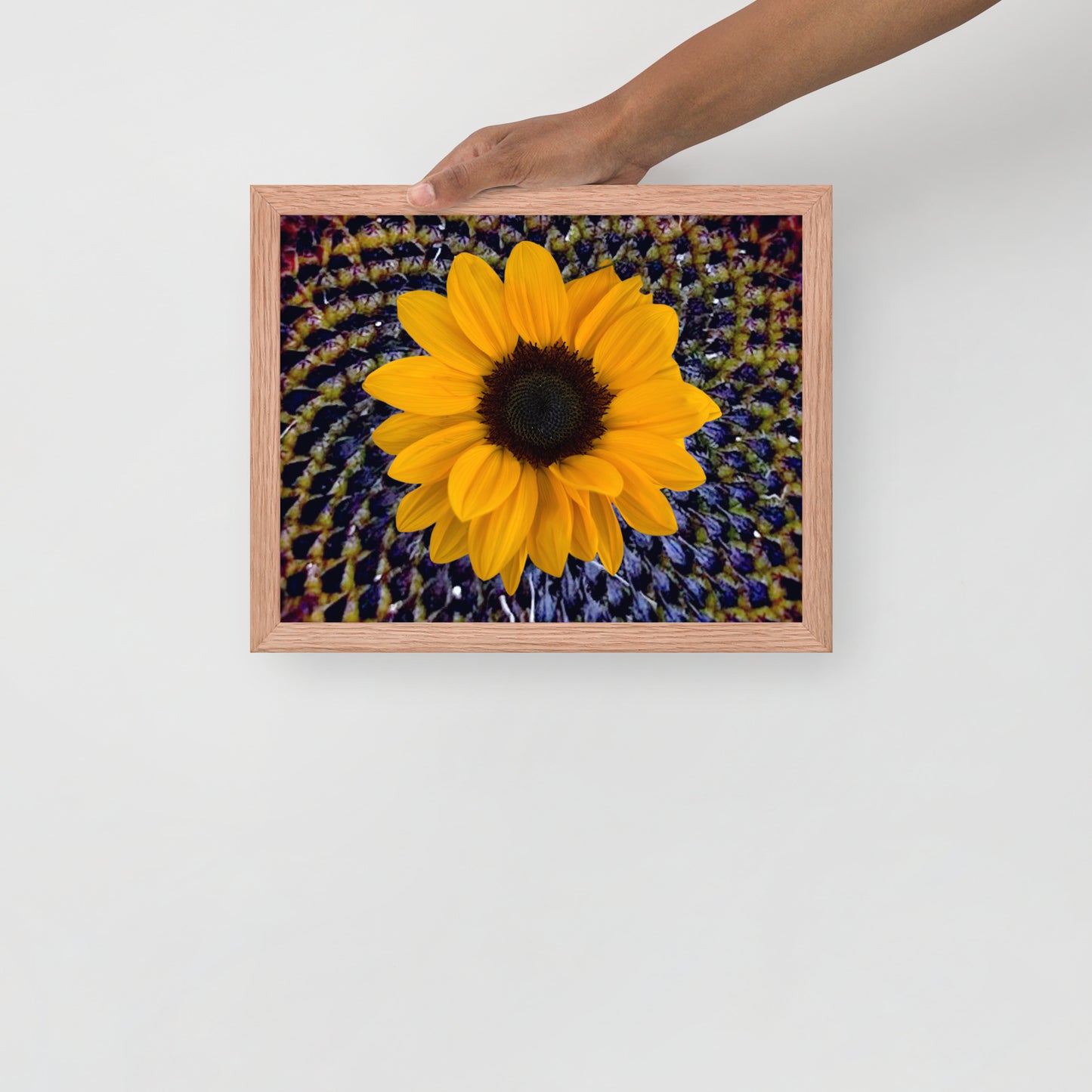Sunflower purple Center Framed photo paper poster