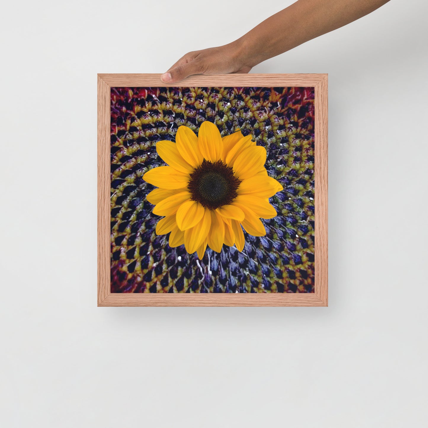 Sunflower purple Center Framed photo paper poster