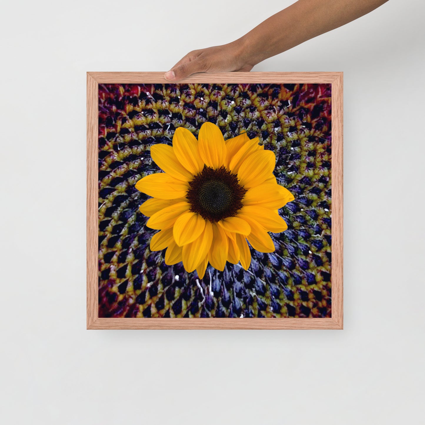 Sunflower purple Center Framed photo paper poster