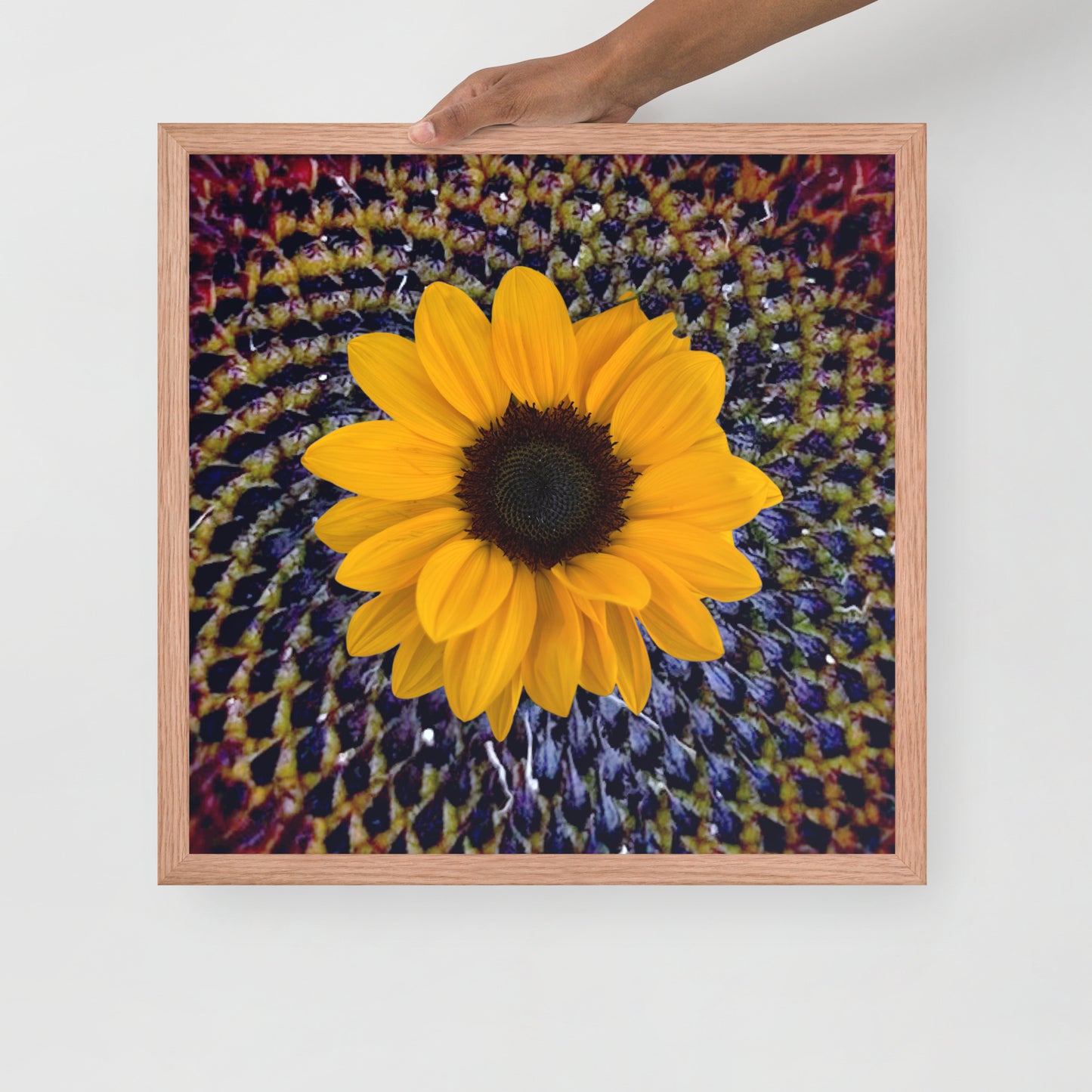 Sunflower purple Center Framed photo paper poster