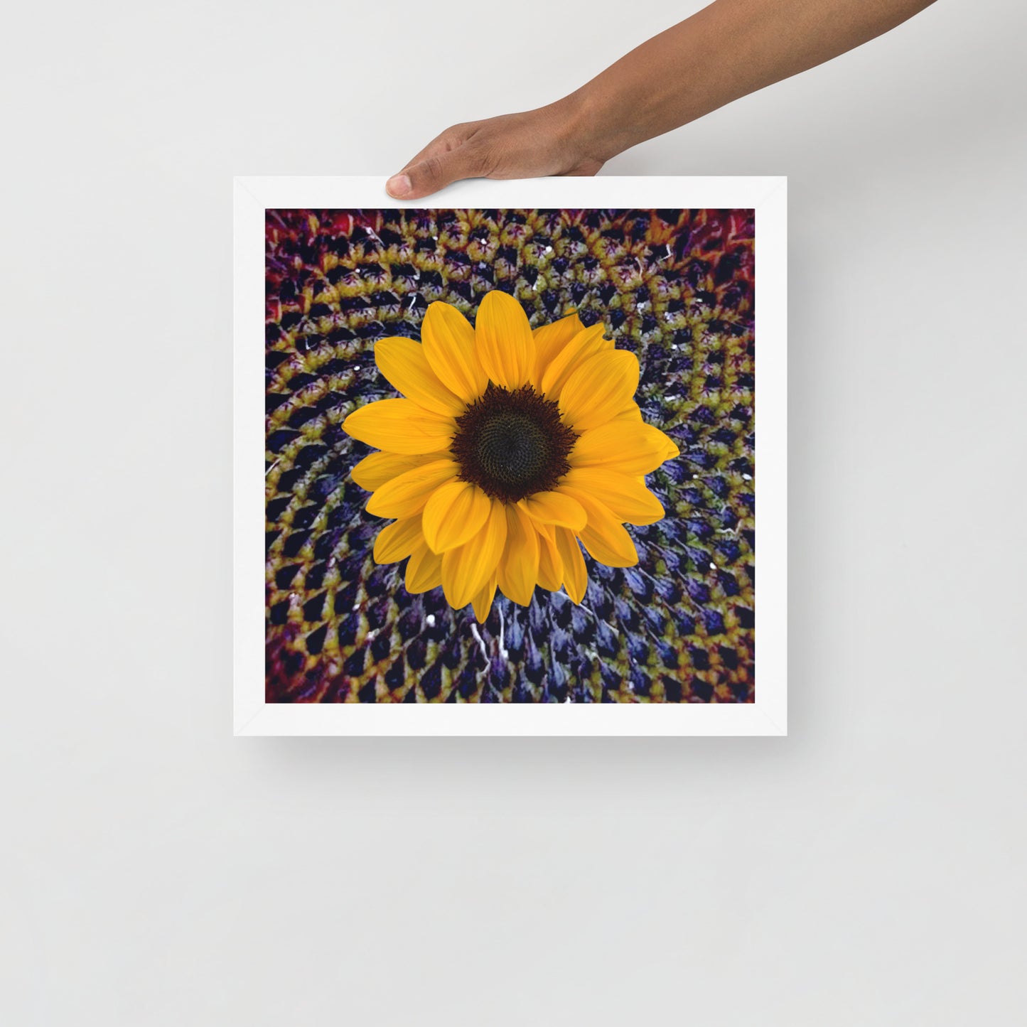 Sunflower purple Center Framed photo paper poster