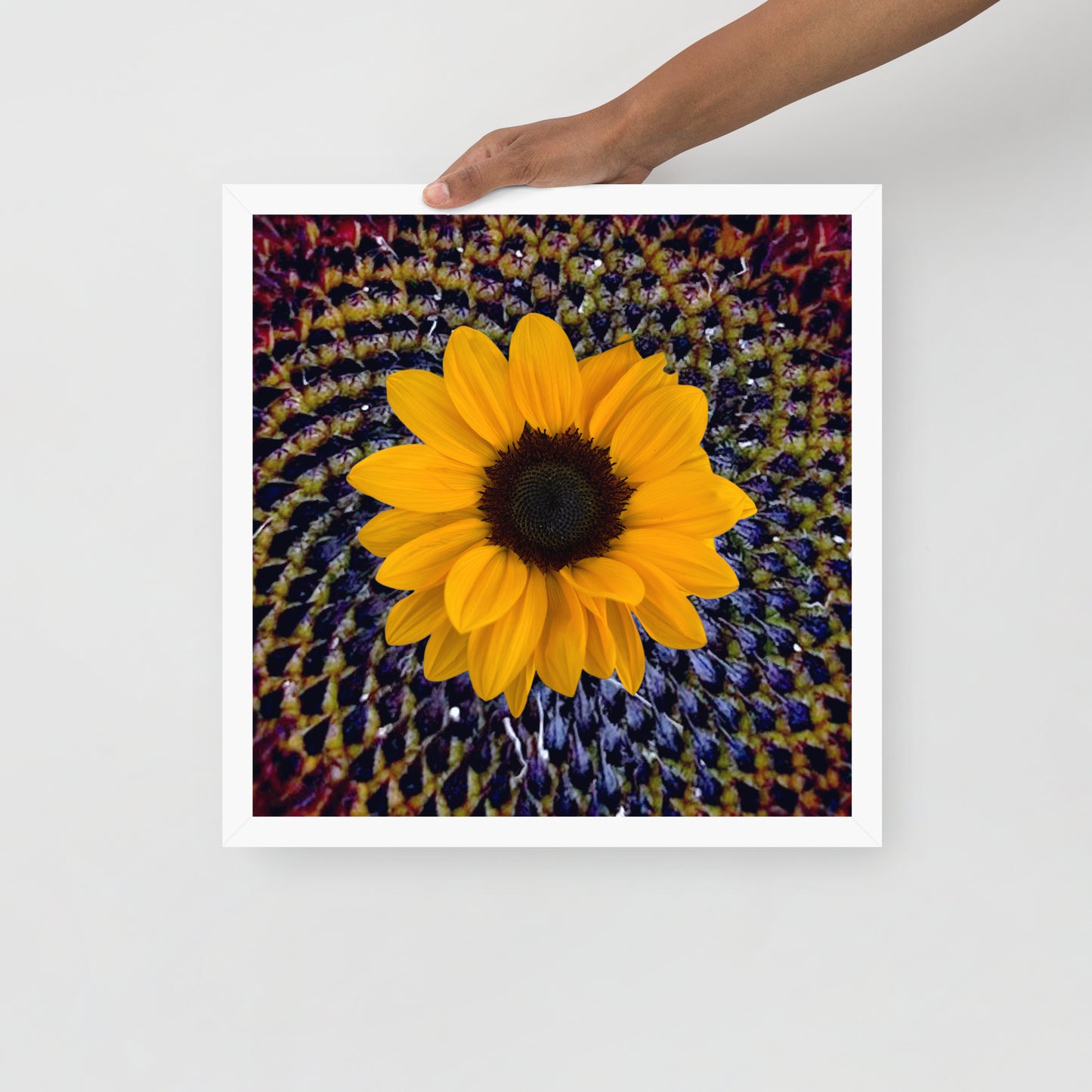 Sunflower purple Center Framed photo paper poster