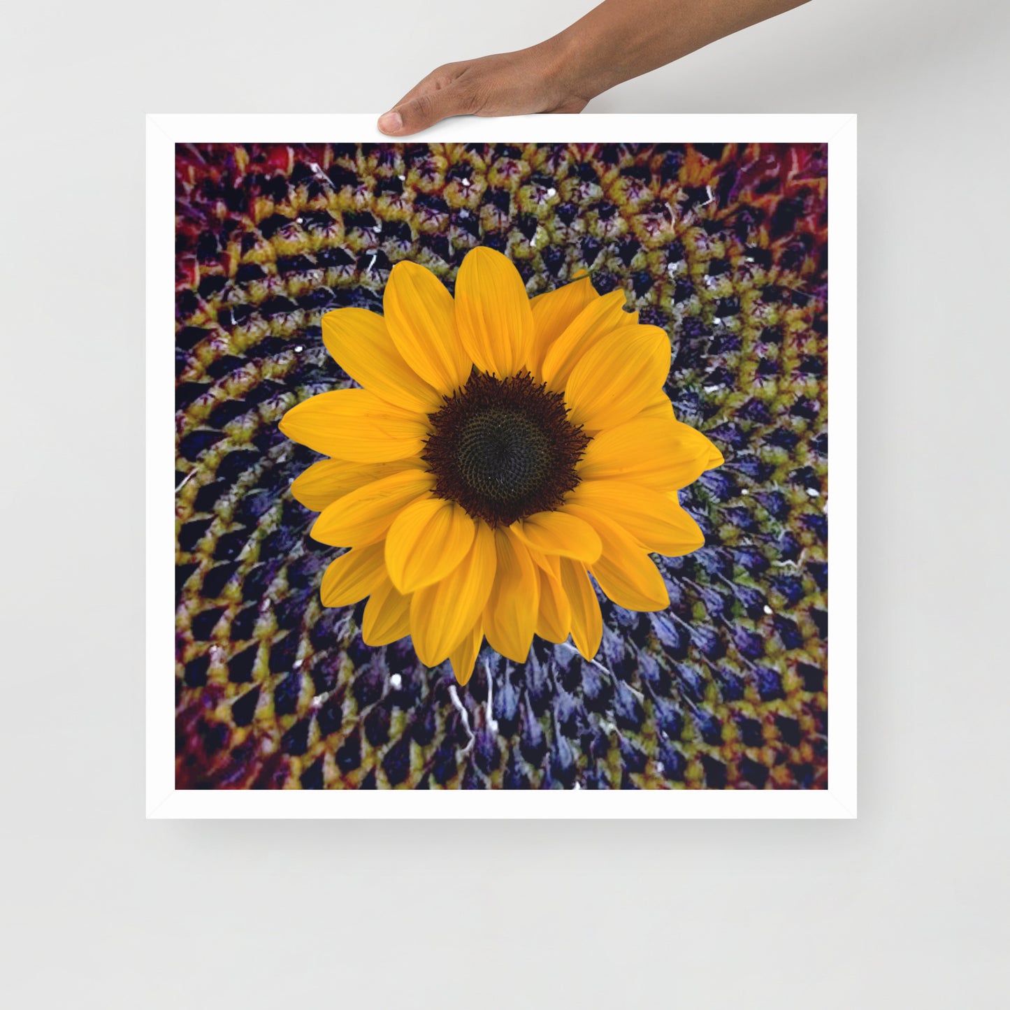 Sunflower purple Center Framed photo paper poster