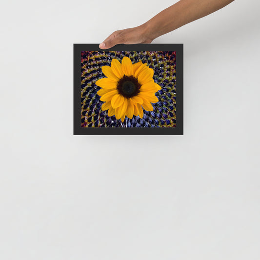 Sunflower purple Center Framed photo paper poster